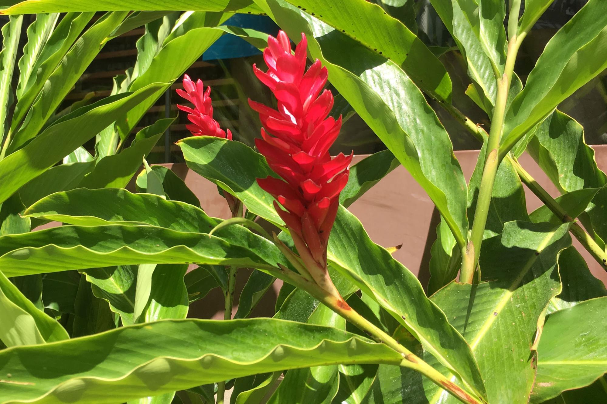 ハワイの花ジンジャー