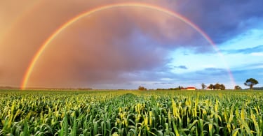 Rainbow over wheat field, nature landscape