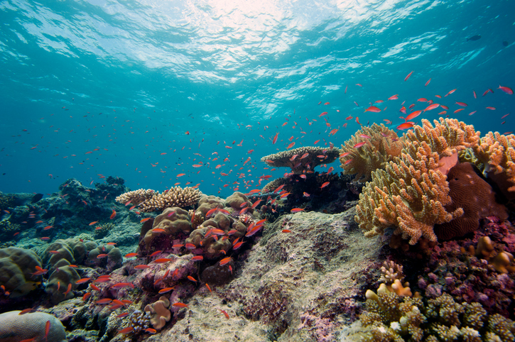 ハワイ島のサンゴ礁、半分以上が変色。理由は海洋温度の上昇、そして