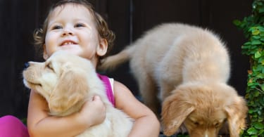 Happy child play and hug family pet - labrador puppy