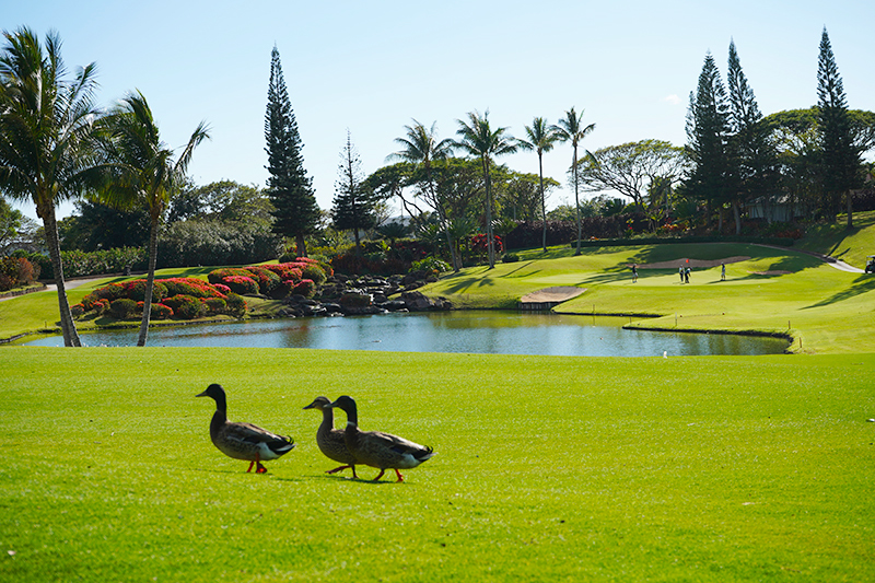 ハワイのゴルフコース＠ワイケレカントリークラブ