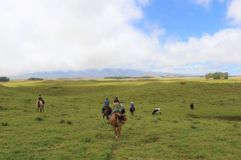 ハワイ島の大草原を満喫！ダハナランチ乗馬ツアーに密着！