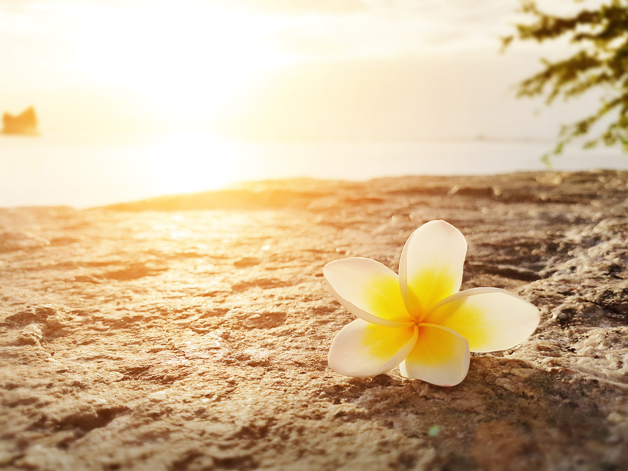 Frangipani Plumeria Flower On The Floor With Sunset Background At The Sea Beach アロハスマイル Aloha Smile