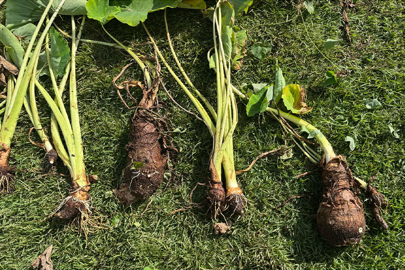 Alohaボタニカル ～ハワイの植物たち～