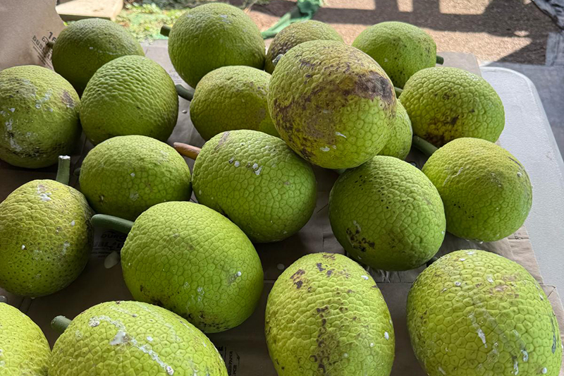 Alohaボタニカル ～ハワイの植物たち～